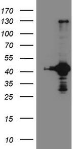 RPS6KC1 Antibody in Western Blot (WB)