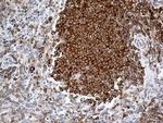 RPSA Antibody in Immunohistochemistry (Paraffin) (IHC (P))