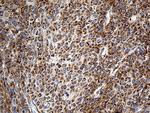 RPSA Antibody in Immunohistochemistry (Paraffin) (IHC (P))