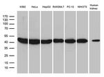 RPSA Antibody in Western Blot (WB)