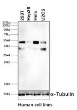 RRAGC Antibody in Western Blot (WB)
