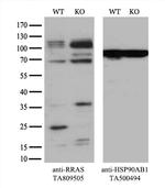RRAS Antibody in Western Blot (WB)
