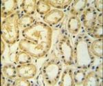 MRPS25 Antibody in Immunohistochemistry (IHC)