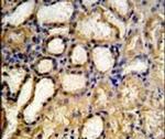 MRPS33 Antibody in Immunohistochemistry (IHC)