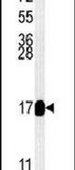 MRPS33 Antibody in Western Blot (WB)