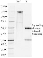 PD1 Monoclonal Antibody (RMP1-14)