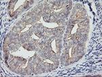 RTN4IP1 Antibody in Immunohistochemistry (Paraffin) (IHC (P))