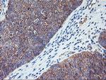 RTN4IP1 Antibody in Immunohistochemistry (Paraffin) (IHC (P))