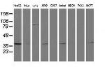 RTN4IP1 Antibody in Western Blot (WB)