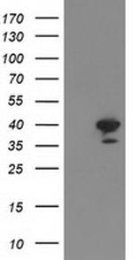 RTN4IP1 Antibody in Western Blot (WB)