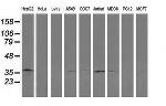 RTN4IP1 Antibody in Western Blot (WB)