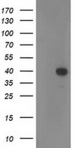 RTN4IP1 Antibody in Western Blot (WB)