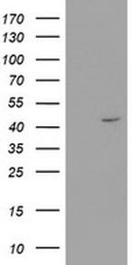 RTN4IP1 Antibody in Western Blot (WB)