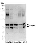 RUFY1 Antibody in Western Blot (WB)