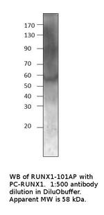 RUNX1/AML1 Antibody in Western Blot (WB)