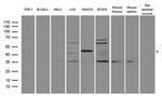 RUNX1 Antibody in Western Blot (WB)