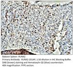 RUNX2 Antibody in Immunohistochemistry (IHC)