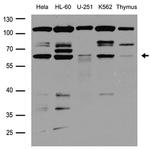 RUNX2 Antibody in Western Blot (WB)
