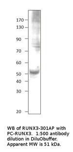 RUNX3 Polyclonal Antibody