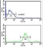 RUVBL1 Antibody in Flow Cytometry (Flow)