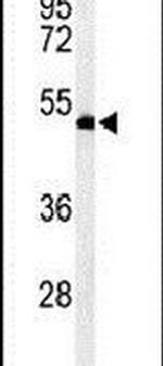 RUVBL1 Antibody in Western Blot (WB)