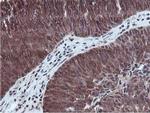 RUVBL2 Antibody in Immunohistochemistry (Paraffin) (IHC (P))