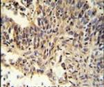 RXRA Antibody in Immunohistochemistry (IHC)