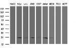RYBP Antibody in Western Blot (WB)