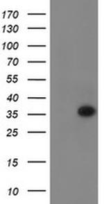 RYBP Antibody in Western Blot (WB)