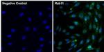 RAB11A Antibody in Immunocytochemistry (ICC/IF)