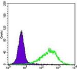 RAB25 Antibody in Flow Cytometry (Flow)