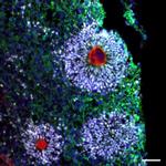 Donkey anti-Rabbit IgG (H+L) Highly Cross-Adsorbed Secondary Antibody, Alexa Fluor™ 647