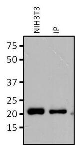 RAP1A Antibody in Immunoprecipitation (IP)