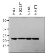 RAP1A Antibody in Western Blot (WB)