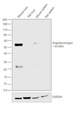 F(ab')2-Rabbit anti-Rat IgG (H+L) Secondary Antibody, HRP