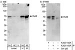 RelB Antibody in Western Blot (WB)