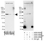 Rictor Antibody in Western Blot (WB)