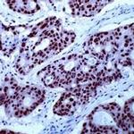 RXRG Antibody in Immunohistochemistry (IHC)