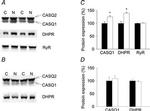 RyR1 Antibody in Western Blot (WB)