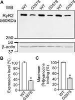 RyR1 Antibody in Western Blot (WB)
