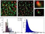 Ryanodine Receptor Antibody in Immunohistochemistry (IHC)