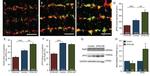 Ryanodine Receptor Antibody in Western Blot (WB)