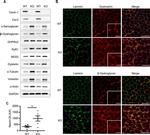 Ryanodine Receptor Antibody in Western Blot (WB)