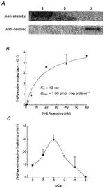 Ryanodine Receptor Antibody in Western Blot (WB)