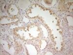 S100A1 Antibody in Immunohistochemistry (Paraffin) (IHC (P))