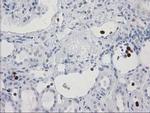 S100A12 Antibody in Immunohistochemistry (Paraffin) (IHC (P))