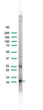 S100A4 Antibody in Western Blot (WB)