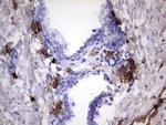 S100A9 Antibody in Immunohistochemistry (Paraffin) (IHC (P))