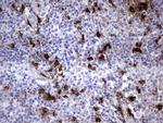 S100A9 Antibody in Immunohistochemistry (Paraffin) (IHC (P))