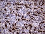 S100A9 Antibody in Immunohistochemistry (Paraffin) (IHC (P))